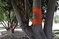 Painted Trees (2016) by Jennifer Ryan, Rosedale Memorial Park